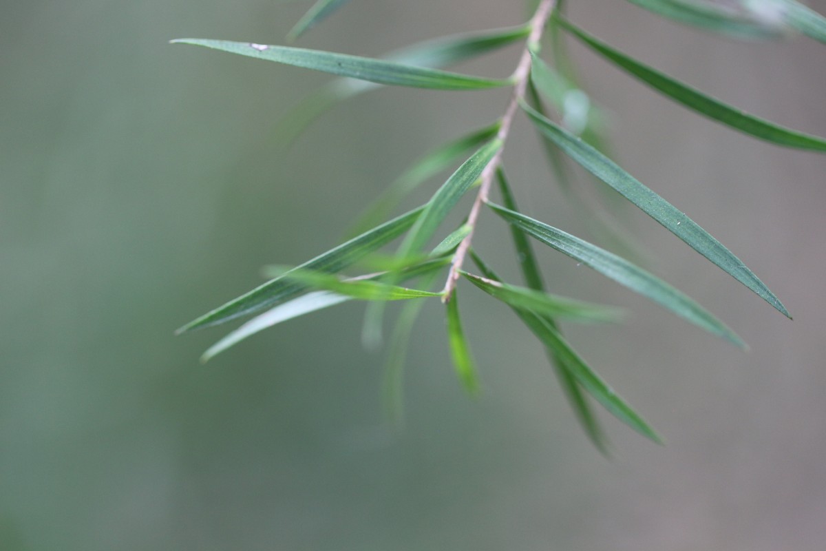 Melaleuca linearifolia (Link) Craven